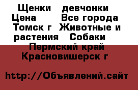 Щенки - девчонки › Цена ­ 2 - Все города, Томск г. Животные и растения » Собаки   . Пермский край,Красновишерск г.